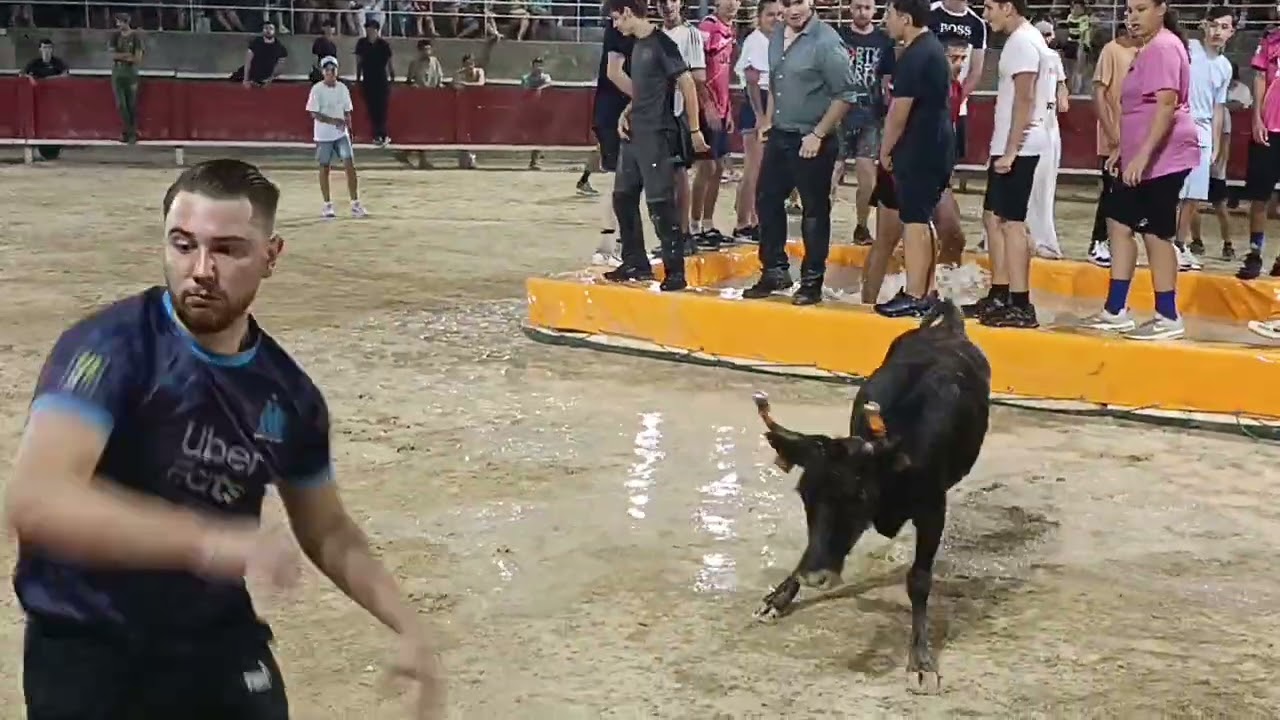 Toro piscine a Tarascon manade NAVARRO