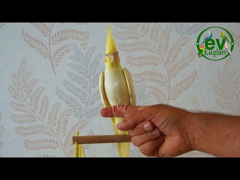 SULTAN PAPAĞANI EĞİTİMİ | Sultan papağanı ele nasıl alıştırılır