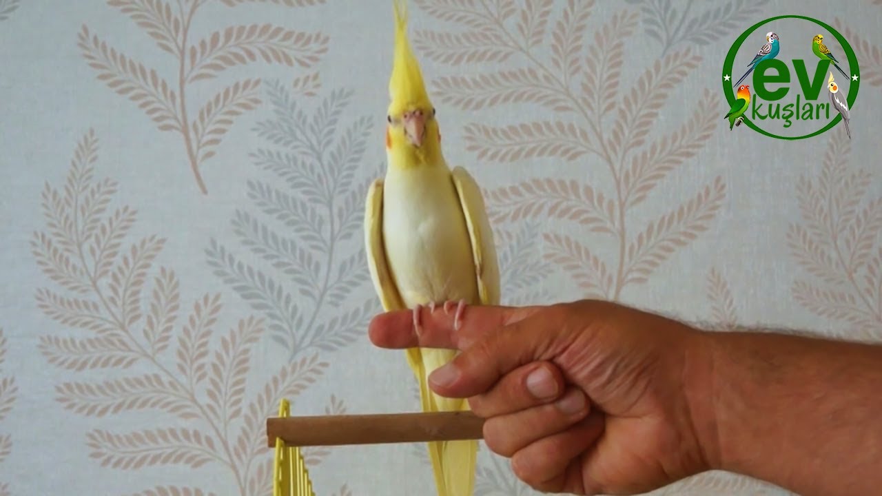 SULTAN PAPAĞANI EĞİTİMİ | Sultan papağanı ele nasıl alıştırılır