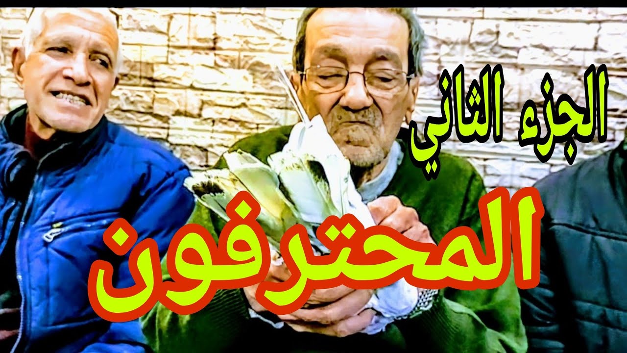 الحمام الصافى بالتحكيم👌👌👌 (لقاء القمة)#الحمام_الغزار #egypt_swift_pigeons #macaloney_racing_pigeons