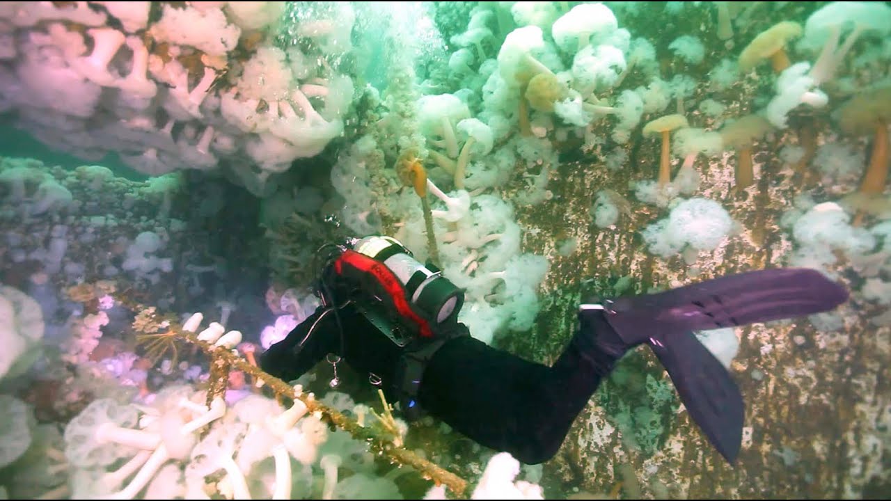 British Columbia Wreck Trek Scuba Diving in BC YouTube