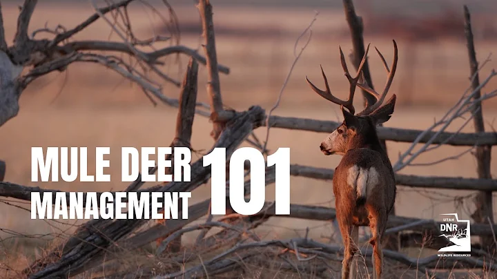 Utah Mule Deer Management 101