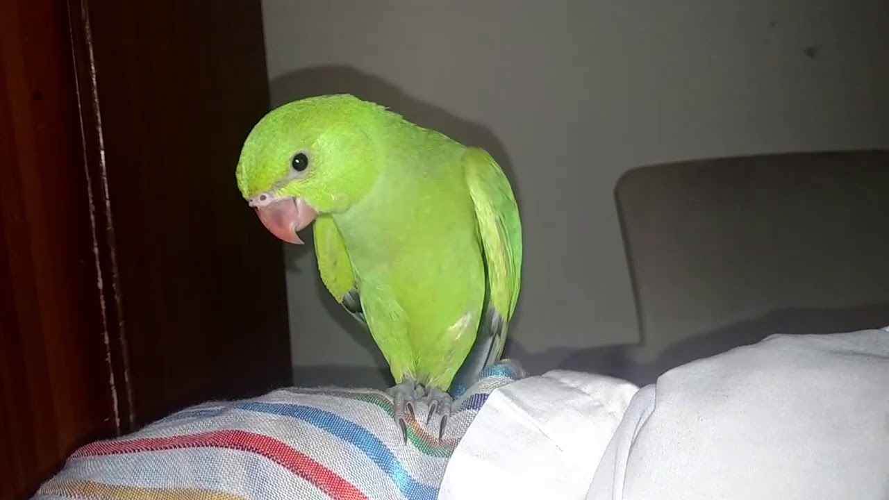 Baby parrot start Talking | baby parrot | parrot baby | green ...