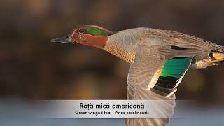 Rață mică americană - Green winged teal - Anas carolinensis