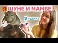 ШУНЕЧКЕ И МАМБОЧКЕ ИСПОЛНИЛОСЬ 2 ГОДА | ДЕНЬ РОЖДЕНИЯ МОИХ КРЫС | ГОТОВЛЮ ПРАЗДНИЧНЫЙ ОБЕД ДЛЯ КРЫС