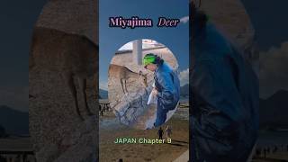 Lunch Heist  Wild Deer Steal My Food!  #miyajima  #japonvlog  #mexicanaenjapon  #hiroshima