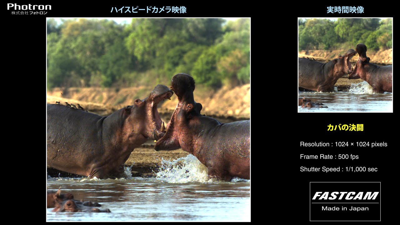 カバの決闘 のスローモーション映像 Youtube