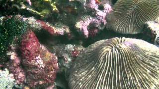 Buceo En Indonesia 3 Hot Rocks