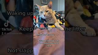 for anyone wondering about my cat ‍♀ #catvideos #cat