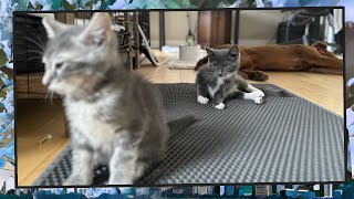 Foster Kitten Livestream (S8, E51)  May 11, 2024