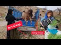 Nomads: love for animals by the Mirza Ali family. mountain life