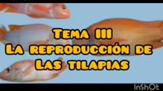 La reproducción de la Tilapia #viral #granja #tilapia #acuicultura #pescado