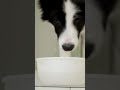 #cat #funny #kitten #ai #dogs