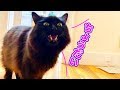 【しゃべる猫】やたら返事をする猫と3秒で癒やす猫【モフモフ】