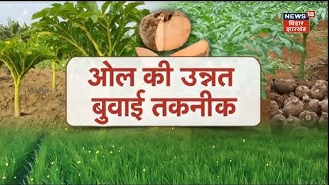 खेती समाचार: अन्नदाता | ओल की उन्नत विध्वंस तकनीक | अन्नदाता | शीर्ष समाचार | हिंदी समाचार