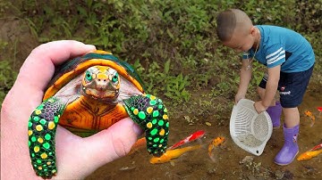 Em ổi tìm bắt con rủa nhỏ ở cái ao bỏ hoang, bắt con cá vàng tinh nghịch dễ thương