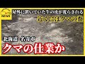 クマの仕業か　食肉加工場で屋外に置いていた牛の皮が荒らされる　近くにクマの糞　北海道・名寄市