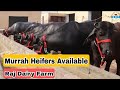 मुर्राह कटड़ियां उपलब्ध Murrah Heifers Available FOR SALE at Raj Dairy Farm