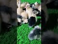 Cute baby ducks drinking water#duck #cute