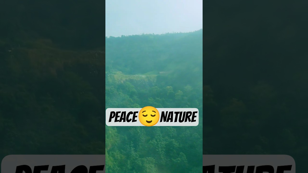 Lost in the Heart of the Forest😍