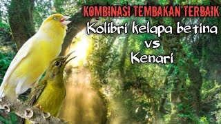 Masteran kombinasi TEMBAKAN TAJAM Kolibri kelapa betina vs Kenari