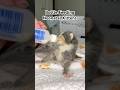 Bottle Feeding Neonatal Kittens #bottlebabies #kitten #neonatal #rescue