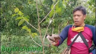 mikat burung kutilang di pinggir perkampungan jos anakan