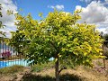 Thinning Fruit on Fuyu Persimmon Tree - Alternate Bearing Issue