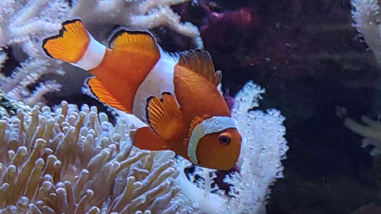 Clownfish and Regal Blue Tang Fish (4K Video) YouTube
