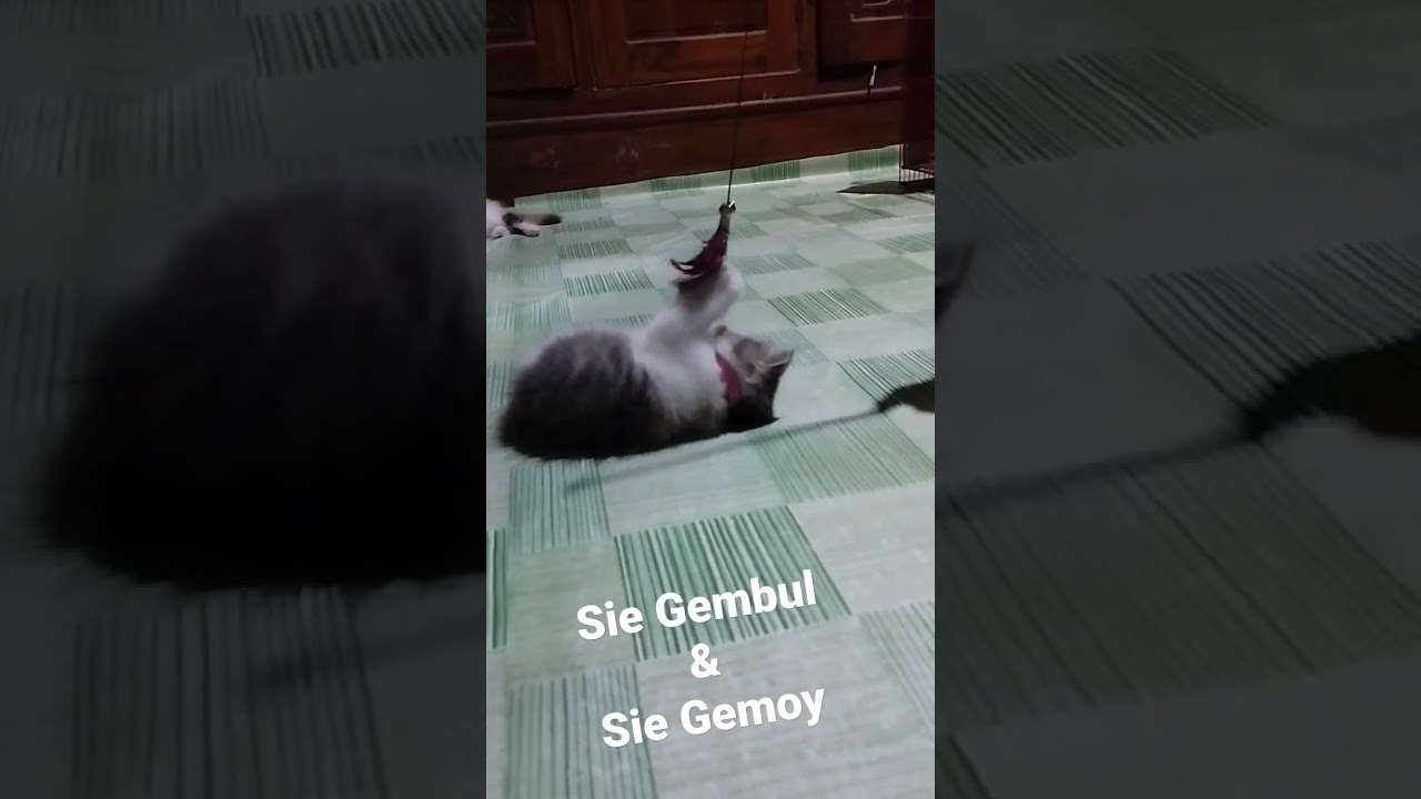 si gembul 