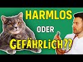 Kann Katzenschnupfen tödlich sein? (Tierarzt klärt auf) Mp3 Song