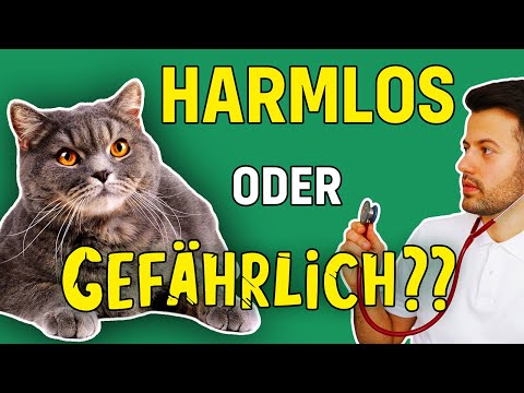 Video: Enteritis Bei Katzen: Symptome, Diagnose Und Behandlung (auch Zu Hause), Prävention, Empfehlungen Von Tierärzten