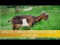 Manejo de caprinos y produccion de Lacteos en Costa Rica- TvAgro por Juan Gonzalo Angel Restrepo