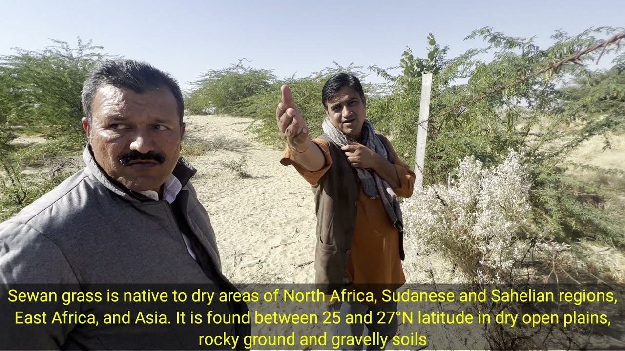 रेगिस्तान में सोना मिल गया! सेवन (Sevan) घास || Golden Grass थारपारकर गाय की जीवनदायिनी।👍