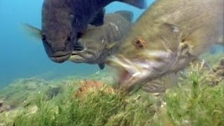 BASS 101: How Do Bass Survive Eating MEAN Prey? How Largemouth Bass Suck In Their Prey Sciencetake