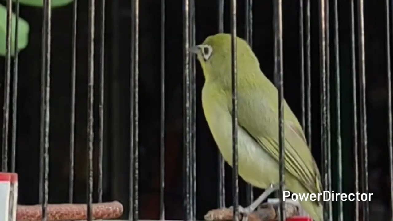 Jos gacor kecial kuning jadi pancingan