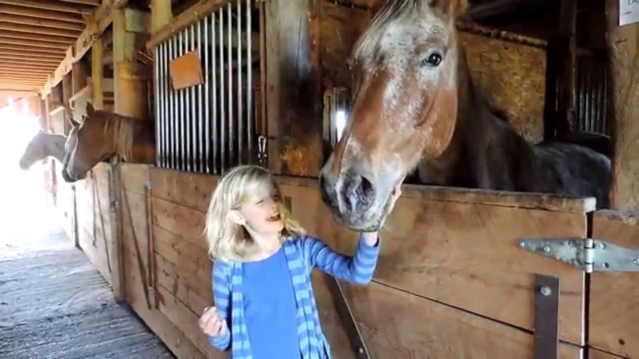 afternoon barn chores! with dani the horse girl - youtube