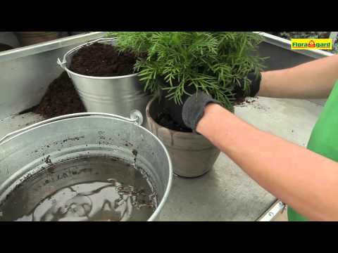 Schmuckkörbchen -  Einpflanzen in ein Gefäß - Aktiv-Pflanzenerde
