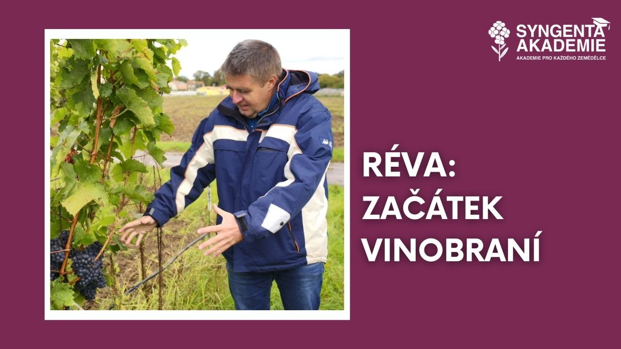 Akademie Syngenta réva 8.díl - Začátek vinobraní | Syngenta Česká republika