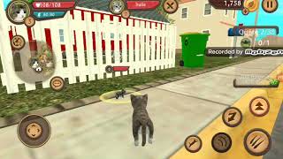 La Fin De La Série Cat Sim