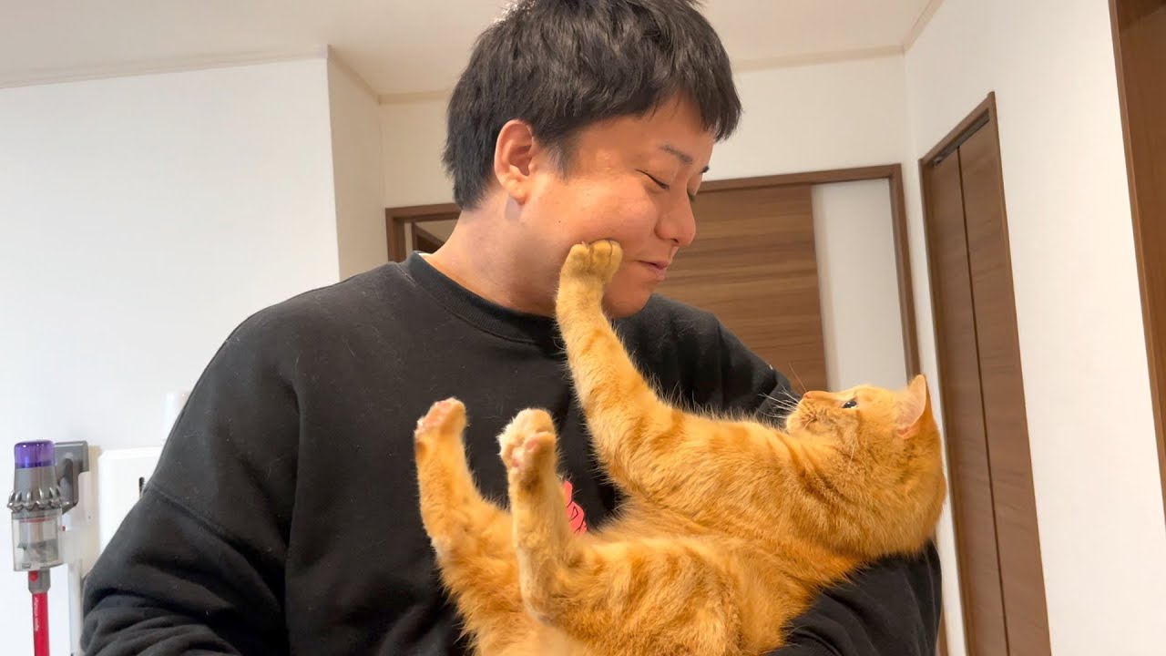 My cat is so cute it's hilarious—it's beyond a joke!! - YouTube