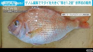 「ゲノム編集」でマダイが厚さ約1.2倍　世界初(2021年9月22日)