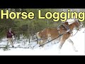 Horse Logging