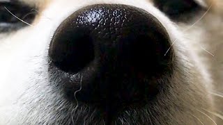てかてか鼻に自分の毛がついてそよそよし続ける柴犬