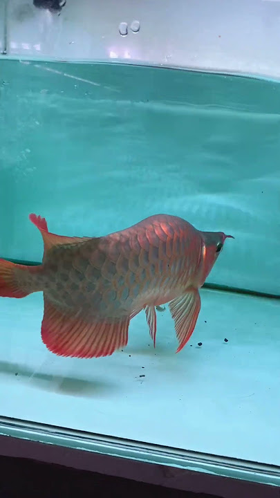 Ready Super Red SB King Arowana, not expensive #arwana #fish #arowana #fish #aquarium #aceh #sumut