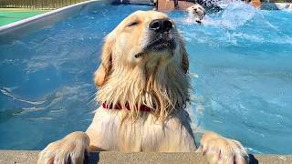 Hilarious Dogs Can't Control Themselves In The Pool! ๐คฃ