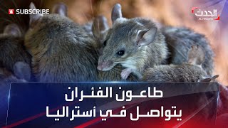 كابوس الفئران يحاصر أستراليا