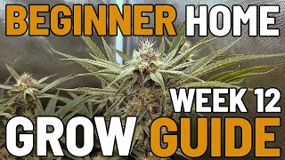 More Bud Development   Day 31-38 of Flower - BEGINNER HOME GROW GUIDE EP13 WK12 | KS3000