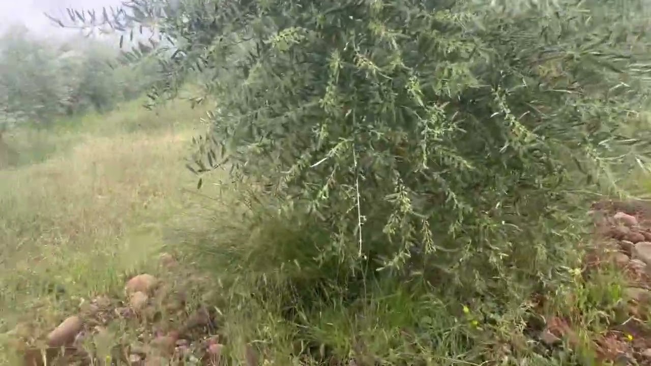 تجربة بسيطة أشجار قمنا برش بور وزنك وأشجار أخرى لم نرش بها بور والزنك فرق كبير جدا. نجاح تزهير 100%