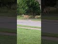 Some Deer In Nature Some Deer In Nature